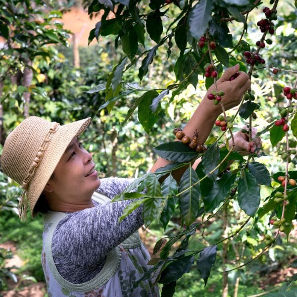 Hand Picked